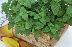 Melissa officinalis 'Fit'