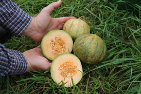 Melon Cantaloup Charentais BIO