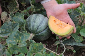 Melon Am�lia brod� d'Oka BIO