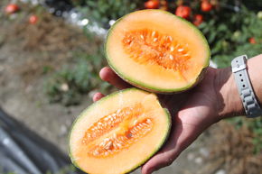 Melon Cantaloop, sucr� compact 'Honey Bun'