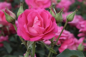 Rosier � Massif 'Melrose�'