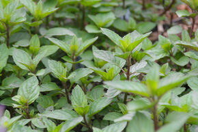 Menthe fris�e 'Black Spearmint'