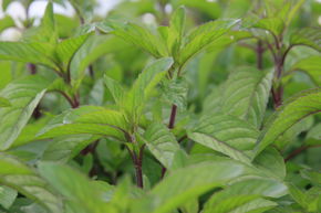 Menthe de ruisseau, Menthe aquatique