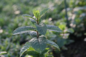 Menthe isra�lienne 'Israelische Minze'