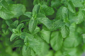 Menthe du Maroc 'Marokko'