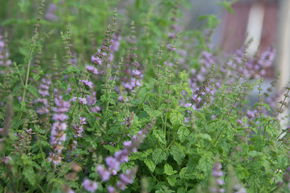 Menthe fraise
