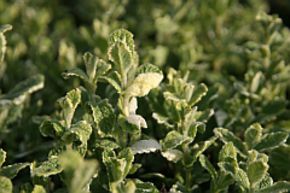 Menthe panach�e 'Variegata'
