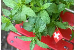 Menthe 'Swiss'
