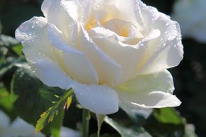Rosier � grandes fleurs 'Metro�'