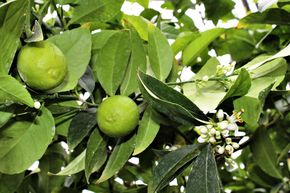 Citron vert mexicain 'Messicana'