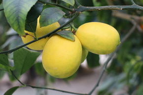 Citron Meyer