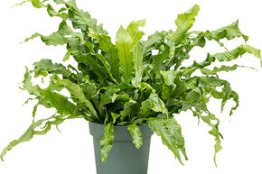 Foug�re crocodile