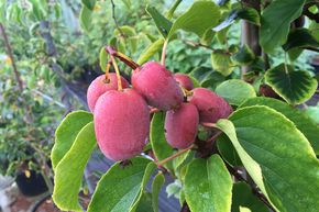 Kiwai, Minikiwi 'Pink Jumbo'