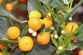 Mini-kumquat, Kumquat de Hong Kong ou Kumquat Sauvage