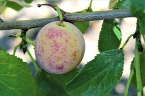 Mirabelle 'Bellamira'