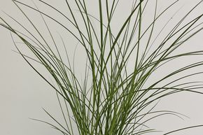 Roseau de Chine 'Gracillimus'