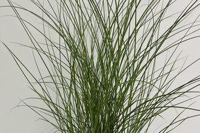 Roseau de Chine 'Kleine Font�ne'