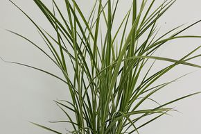 Roseau de Chine 'Varigatus'