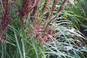 Miscanthus, roseau de Chine 'Dread Locks'