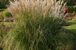 Miscanthus, roseau de Chine 'Federwei�er'