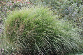 Miscanthus, roseau de Chine � tige fine 'Gracillimus