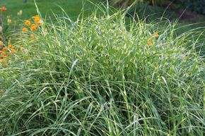 Petit Miscanthus, roseau de Chine Little Zebra�'