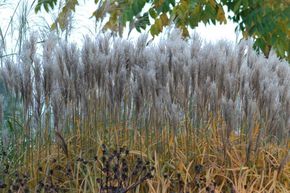 Miscanthus, roseau de Chine 'Malepartus'