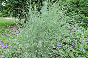 Miscanthus, roseau de Chine 'Morning Light'