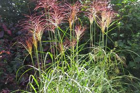 Miscanthus, roseau de Chine 'P�nktchen'
