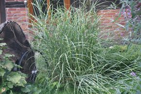 Miscanthus, roseau de Chine 'Strictus