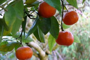 Mandarine m�diterran�enne 'Tardivo di Ciaculli'