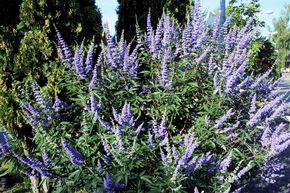 Gattilier, Poivre des moines 'Latifolia'