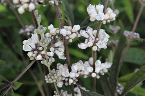 Poivre aux moines, gattilier 'White Spire'