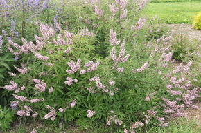 Poivre aux moines, gattilier 'Pink Pinnacle'