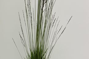 Molinie bleue 'Heidezwerg'