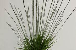 Molinie bleue 'Moorhexe'