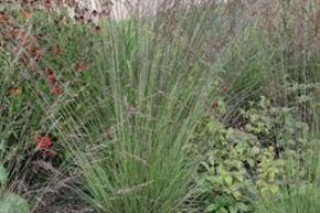 Molinie bleue 'Edith Dudszus'