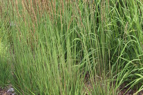 Molinie bleue 'Moorhexe'