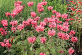 Monarde, Ortie indienne 'Balance'