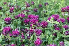 Monarde fistuleuse 'Bee-True' (S)
