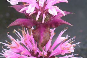 Monarde, Ortie indienne 'Beauty of Cobham'
