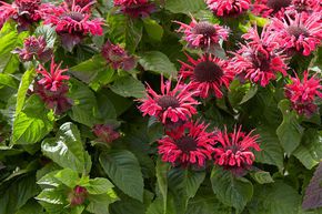 Monarde, Ortie indienne 'Bee Happy'