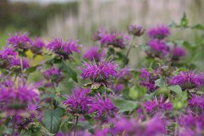 Monarde, Ortie indienne 'Blaustrumpf'