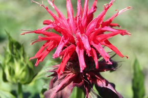 Monarde, Ortie indienne 'Cambridge Scarlet'