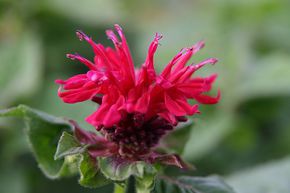 Monarde naine 'Fireball'