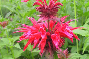 Monarde, Ortie indienne 'Gardenview Scarlet'