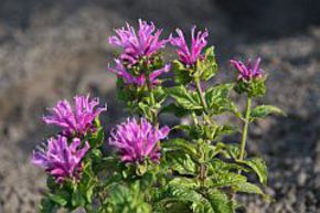 Monarde, Ortie indienne 'Petite Delight'