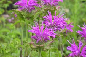 Monarde, Ortie indienne 'Pr�rienacht'