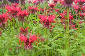 Monarde, Ortie indienne 'Squaw'