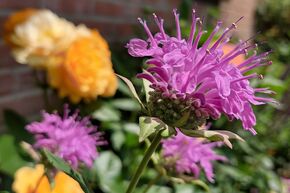 Monarde � feuilles de menthe 'Pummel'